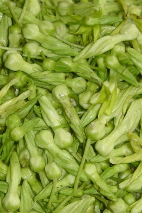 Sabidukong/pusapusa/dukep/bagbagkong/ampupuyat,edible .